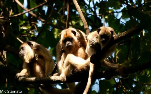 Na lista das ameaçadas no Estado de São Paulo, um grupo de oito bugios-pretos foi visto na Floresta Estadual de Bebedouro, unidade de conservação administrada pelo Instituto Florestal (IF)