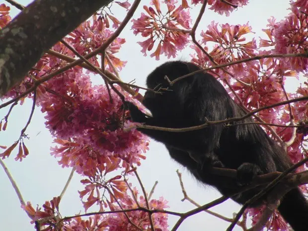 Animal foi fotografado por bióloga que passeava pelo local (Foto: Elayne da Rosa Bueno/Arquivo Pessoal)