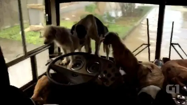 Cães foram levados para dentro de ônibus durante enchente (Foto: Nelson Fernandes/Arquivo Pessoal