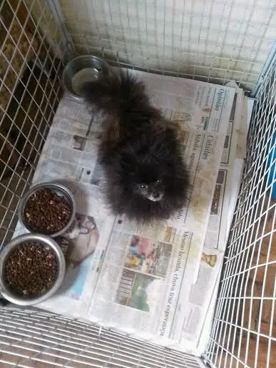 Um dos cães antes do resgate