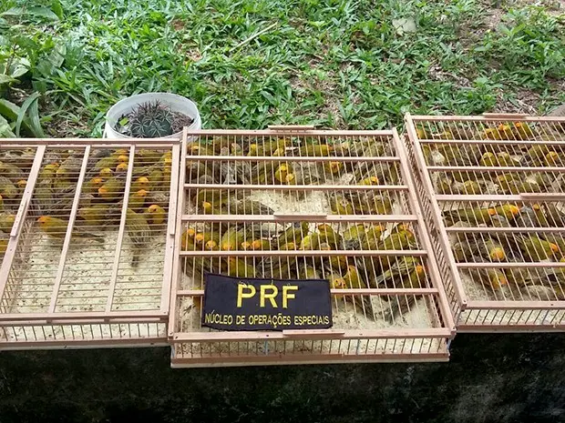 Aves estavam distribuídas em três gaiolas na mala do carro dos suspeitos (Foto: Divulgação/PRF)