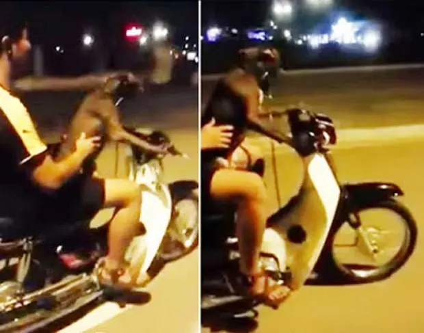 Motociclista deixou cão pilotar moto em Hanói, no Vietnã (Foto: Reprodução/YouTube/Nóng Trong Ngày)