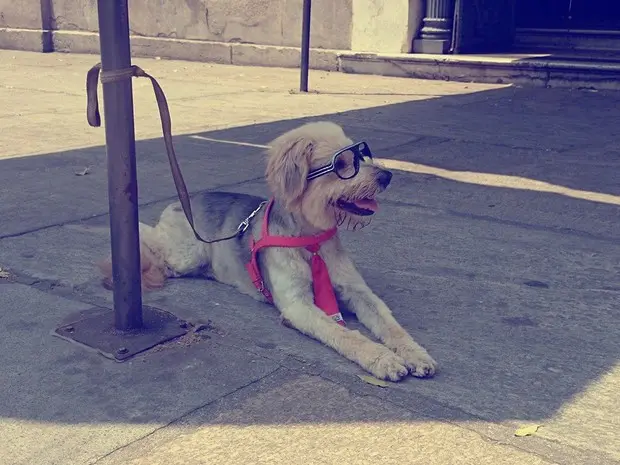 O cão Fox fez sucesso nas redes sociais. (Foto: Ramon Saroldi / Arquivo Pessoal)