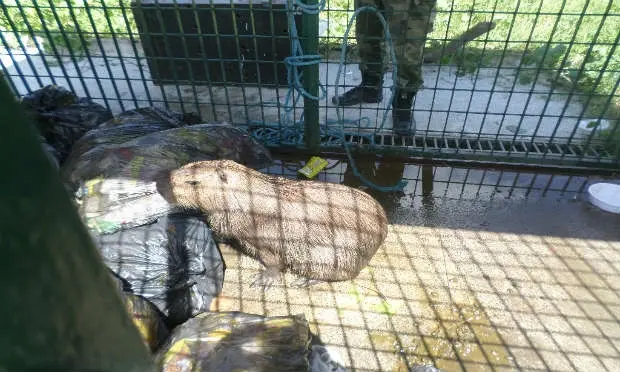 Capivara estava no local onde se acondiciona o lixo da estação de metrô do Barro Foto: Divulgação