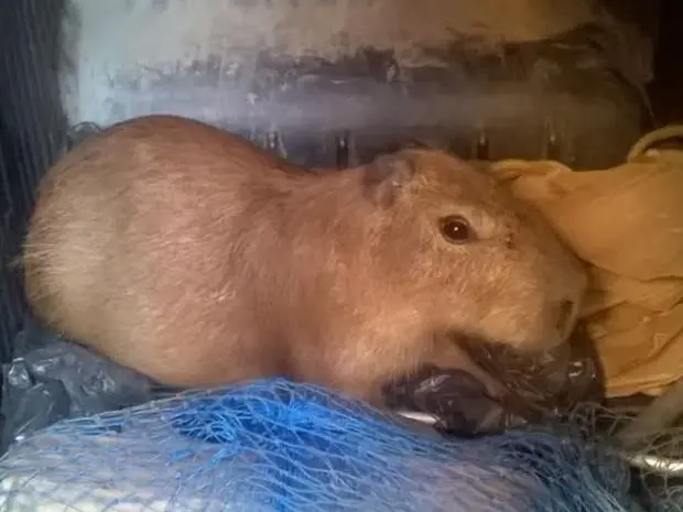 Capivara estava em uma residência em Venda Nova (Foto: Paulo Veiga/ Inter TV)