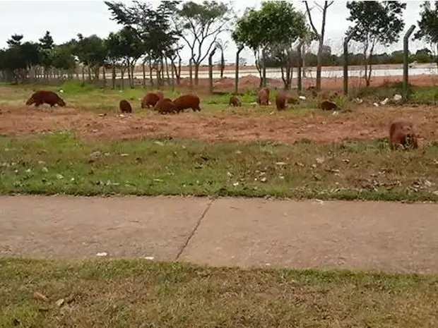 Animais estavam em área do Bairro Jardim Itália, na capital. (Foto: Letícia Alves/Arquivo Pessoal)