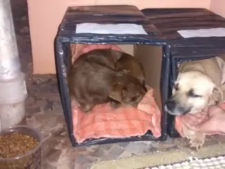 Animais abandonados recebem casinha para o frio