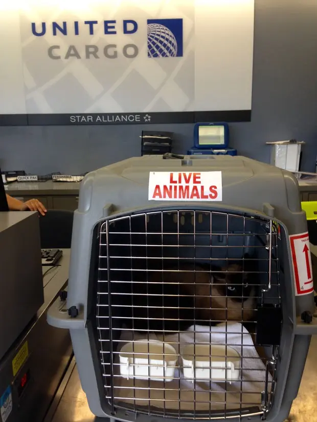 O gato Bogie é enviado de volta para sua família 19 meses após escapar em um voo da United Airlines (Foto: Jennifer Kishimori/CatFriends via AP)