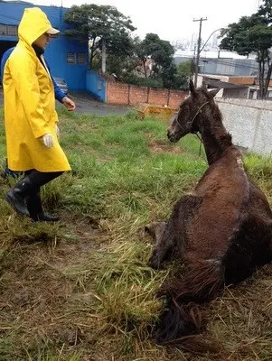 Veterinária observa cavalo abandonado em terreno (Foto: Jean Willian Luis / Arquivo pessoal)