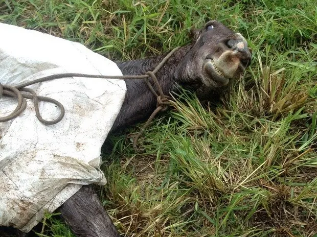 Cavalo vítima de maus-tratos foi abandonado em terreno (Foto: Jean Willian Luis / Arquivo pessoal)