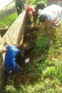 Animal foi resgatado por volta das 8h desta segunda-feira. (Foto: WhatsApp/Sandra/Cortesia)