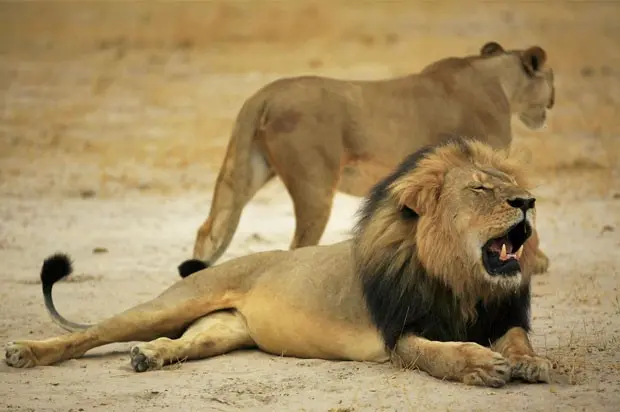 Leão Cecil tinha 13 anos (Foto: Reprodução/Facebook/Zimparks)