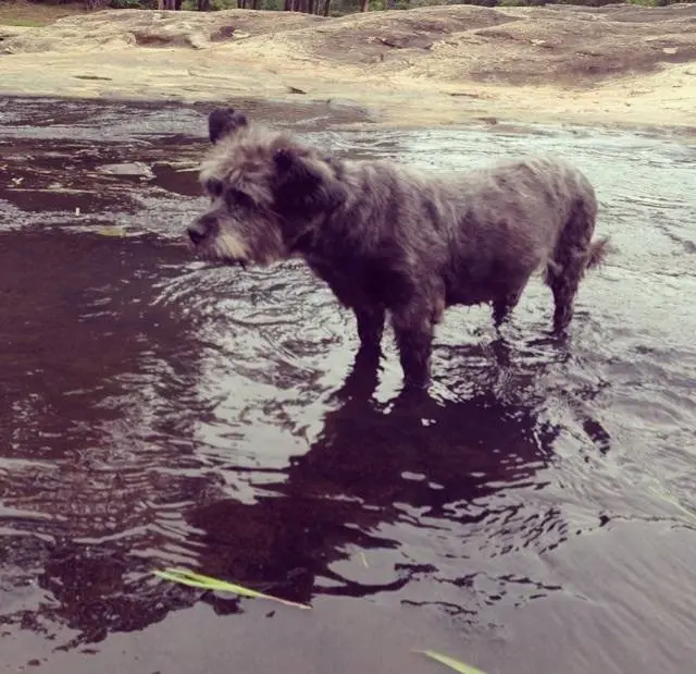 Ela descobriu que o cachorro adora nadar. (Foto: Reprodução / Facebook) 