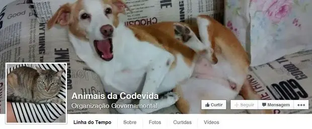 Codevida também mantém página com informações atualizadas sobre os animais abandonados 