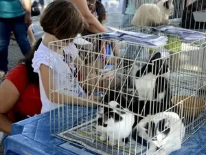 Nesta edição, 26 animais esperam um novo lar (Foto: Clarildo Menezes/Divulgação Maricá)