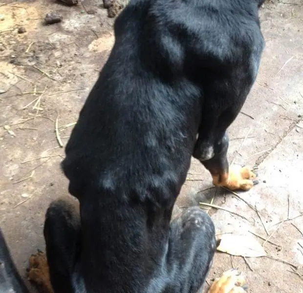 Cães foram encontrados sem água e muito magros (Foto: Divulgação/Polícia Ambiental)