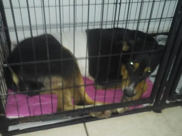 Cachorro quebrou costela e está em observação em cínica veterinária (Foto: Dário Miguel)