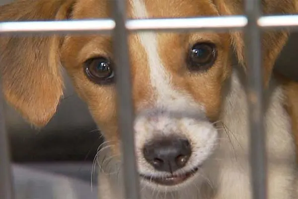 Detenção de três meses a um ano e multa: essa é a pena para quem maltratar animais (Foto: Divulgação)