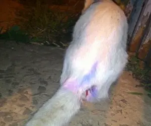 Gatinho foi ferido a tiro na noite de ontem  (Foto: Arquivo Pessoal)