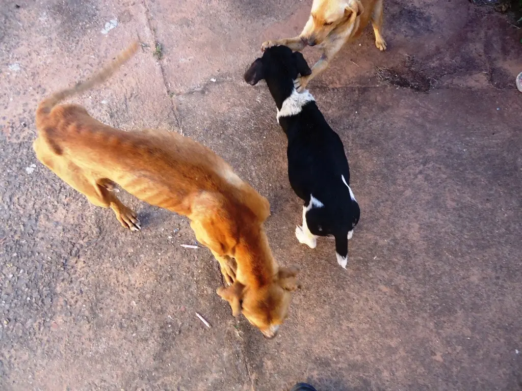 Cachorros resgatados pela Polícia Ambiental