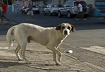 O apelido de "Pula Pula" é uma referência a uma das patinhas quebradas Foto: TV Vitória