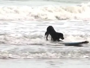 Dondinho pega onda em Ilha Comprida, SP (Foto: Reprodução / TV Tribuna)