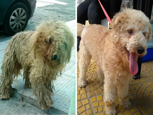 Cão dread antes e depois do tratamento (Foto: Reprodução/Facebook)