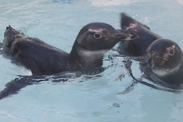 Dupla de pinguins foi resgatada no alto do Morro da Rocinha, em São Conrado Foto:  Paulo Maia / Divulgação