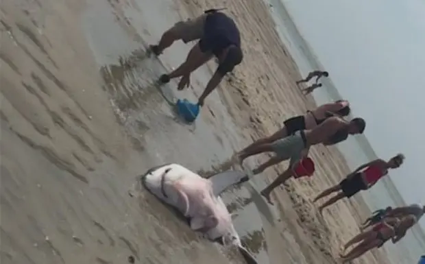 Banhistas mantiveram animal úmido enquanto ele era puxado de volta para o mar (Foto: Reuters)
