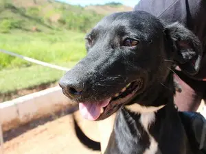 Feira de adoção será neste domingo na UFJF (Foto: Demlurb/Divulgação)