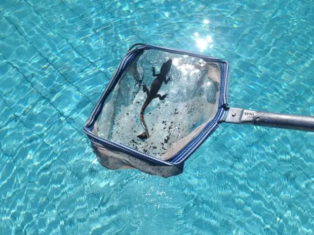 Filhote de jacaré encontrado em piscina foi levado para o córrego do Barbado. (Foto: Archimedes Pereira Lima Neto/Arquivo pessoal)