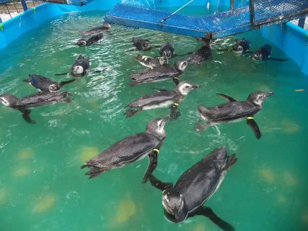 Pinguins recebem cuidados para voltarem à natureza (Foto: Divulgação/IPRAM)