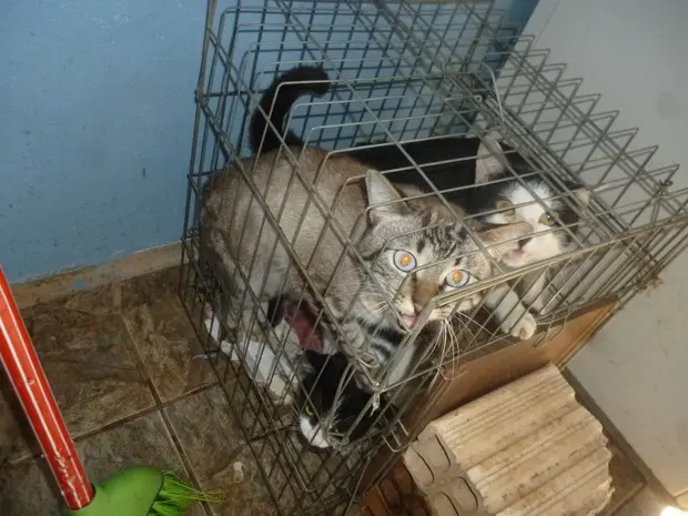 Gatos foram encontrados presos em gaiolas na casa (Foto: Divulgação/ Polícia Ambiental) 