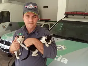 Gatos foram encaminhados para uma ONG (Foto: Divulgação/ Polícia Ambiental)