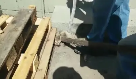 Vídeo mostra homens maltratando gato com pedaço de madeira em supermercado de Vila Velha Foto: Reprodução