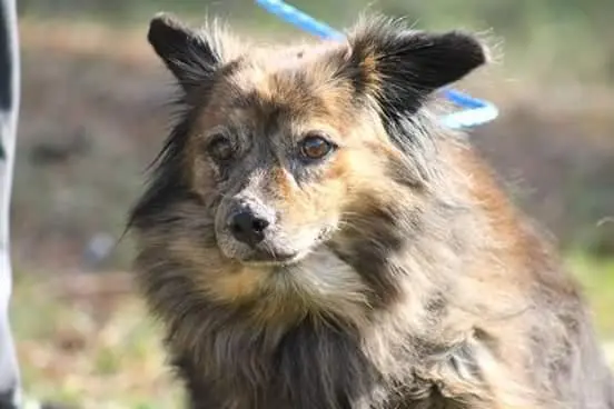 A cachorra Hannah passou por muitas dificuldades na vida. (Foto: Reprodução / The Dodo) 