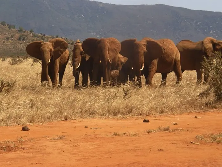 Foto: Facebook/The David Sheldrick Wildlife Trust 