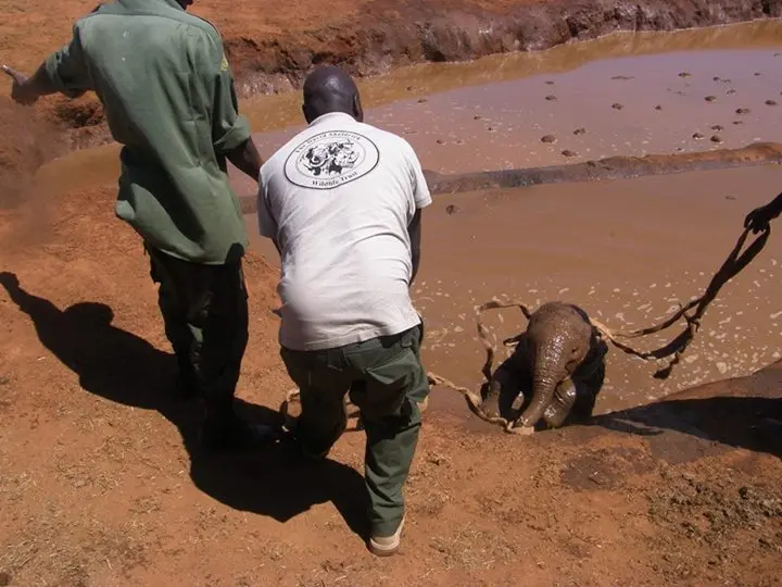 Foto: Facebook/The David Sheldrick Wildlife Trust 