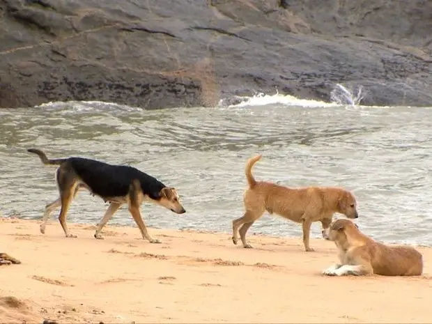 Foto: Reprodução/ TV Gazeta