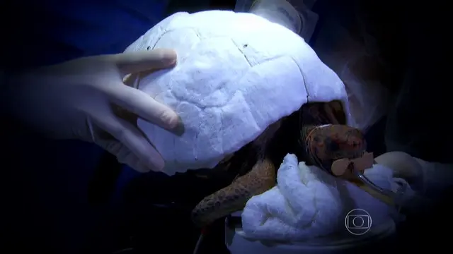 Foto: Reprodução / Fantástico 