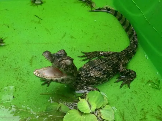 Animais estavam em casa no Parque Julião Nogueira (Foto: Bárbara Cabral/Folha da Manhã)