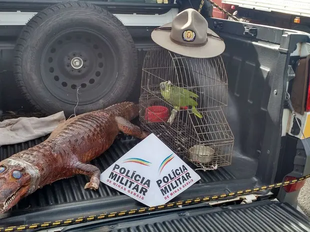 Jacaré empalhado e papagaio foram recuperados (Foto: Polícia Militar de Meio Ambiente/Divulgação)
