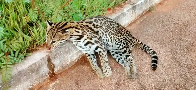 A espécie jaguatirica é um felídeo de porte médio, com 72,6 a 100 cm de comprimento e peso entre 7 e 15,5 kg