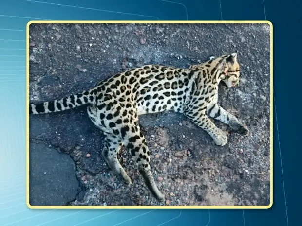 Jaguatirica foi encontrada por bombeiros da Infraero (Foto: Reprodução/TV Tapajós)