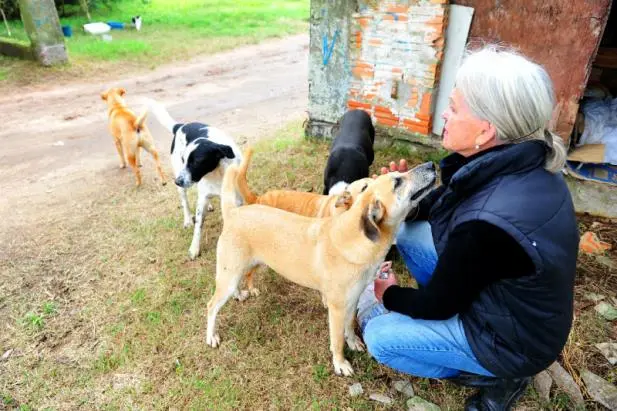 Cães e gatos que vivem no Jockey Club precisam de donos | Foto: Samuel Maciel