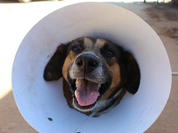 Ei, gente! Essa fantasia de abajur que colocaram em mim lá na clínica é muito engraçada hehe', diz a legenda da foto que apresenta Mila na Campanha 'Adote um Amigo' (Foto: Demlurb/Divulgação)