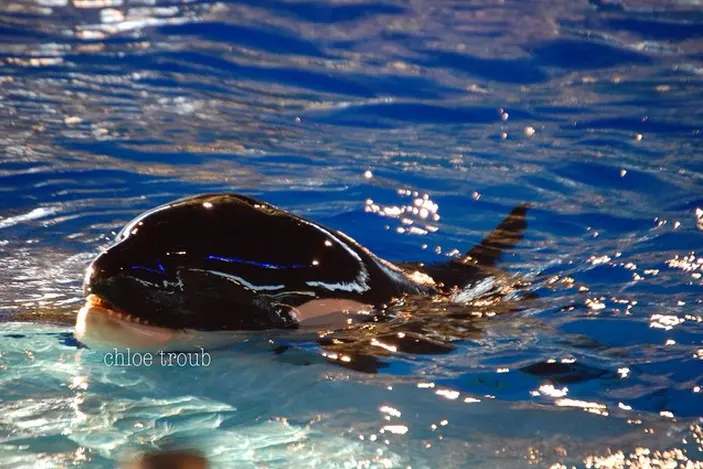 Foto: Instagram/seaworld.orcas