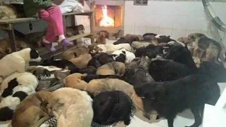 Nas noites geladas de inverno, lareira é um dos espaços mais disputados. (Foto: Divulgação)