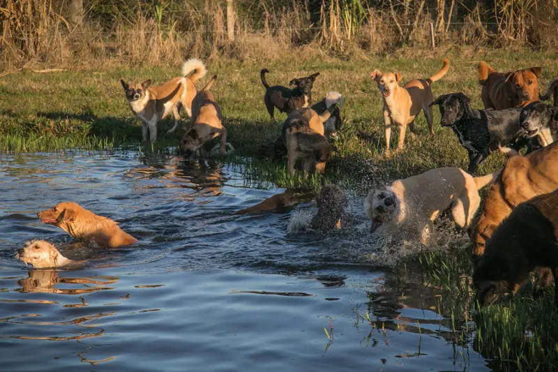 Nadar e brincar no açude é uma hora de festa para os cães. (Foto: Guilherme Santos/Sul21)