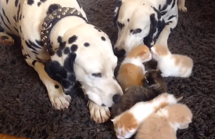 Os dálmatas Louie e Lady cuidando de quatro gatinhos. (Foto: Reprodução / Youtube / Jennifer Pogue)